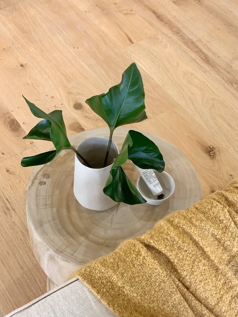 Use a variety of small and large plants throughout the home